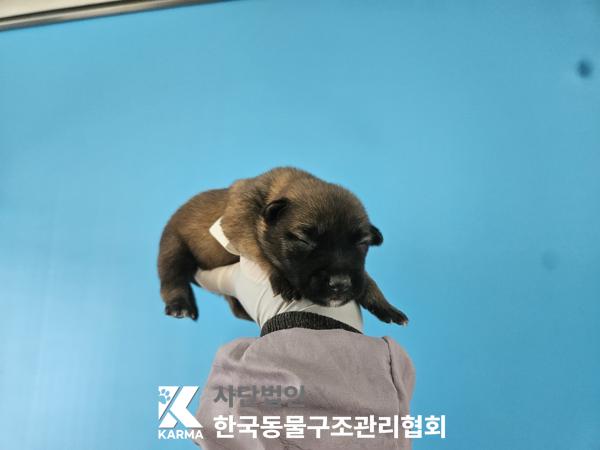 보호중 믹스견의 가…